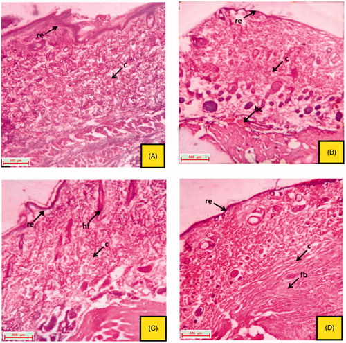 Figure 4. Histological section of the skin tissue obtained from oral treated groups on 16th day excision wound model. (A) Group treated with VTC 200 mg/kg, p.o.; (B) group treated with EPF 200 mg/kg, p.o.; (C) group treated with EPF 400 mg/kg, p.o. and (D) group treated with PFEA 75 mg/kg, p.o. (indications of arrow marks: re: re-epithelialization; fb: fibroblast cells; c: collagen; hf: hair follicle; bc, blood capillaries).