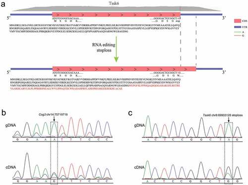 Figure 8. Validation of RNA editing site with Sanger sequencing. (a)The stoploss editing in Tssk6 will change the original stop codon to a codon encoding an amino acid and increase the protein from the original 273 amino acids to 369 amino acids. (b) Sanger sequencing of cDNA and gDNA, at the site chr14:75,719,719 of gene Cog3 the genomic A is highly edited to I. (c) An A-to-I editing occurred at the stop codon of the gene Tssk6.