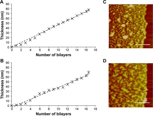 Figure 5 The film growth behavior of (A) LbL film 1 and (B) LbL film 2 determined by AFM sectional height analysis in air. The data were fitted with least squares linear regression with coefficient of determination R2 for film 1 being 0.9924 and film 2 being 0.9865. AFM height images of (C) LbL film 1 and (D) LbL film 2 with the right part of the film removed to allow film thickness measurements by AFM. These images were captured by AFM contact mode in PBS buffer. Z range =400 nm. Scale bar =5 μm.Abbreviations: LbL, layer-by-layer; AFM, atomic force microscopy.