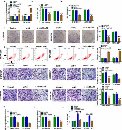 Figure 2. Circ-LPAR3 knockdown enhanced cell DDP sensitivity. SKOV3/DDP and A2780/DDP cells were transfected with si-NC, si-circ-LPAR3, vector or circ-LPAR3 as described. (a) QRT-PCR was used to detect circ-LPAR3 expression. (b) The IC50 was measured by MTT assay. MTT assay (c), colony formation assay (d), flow cytometry (e), and transwell assay (f-g) were performed to determine cell viability, colony number, apoptosis and metastasis. (h-i) Glucose consumption and lactate production were tested to assess cell glycolysis. (j) MTT assay was used to assess the IC50. ***P < 0.001, ****P < 0.0001.