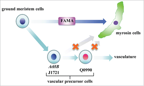 Figure 3. Model of myrosin cell differentiation. Myrosin cells are differentiated directly from ground meristem cells by expressing the bHLH transcription factor FAMA, whereas vascular cells are differentiate from another subset of ground meristem cells by expressing AtHB8.