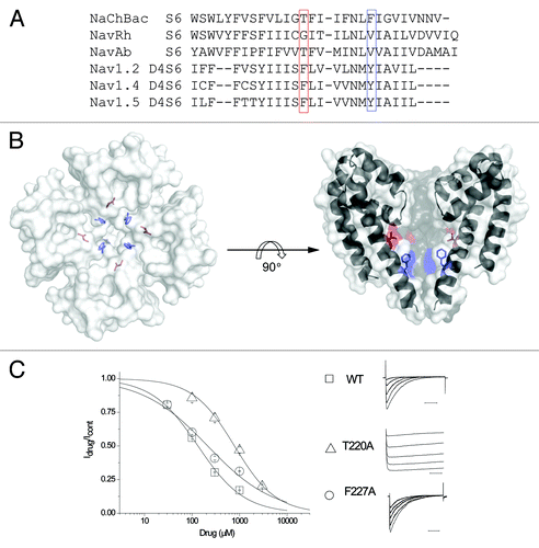 Figure 2. The canonical local anesthetic-binding sites are not conserved in NaChBac. (A) The sequence alignment of S6 of bacterial and eukaryotic S6 segments, highlighting two sites implicated in use-dependent inhibition of eukaryotic channels. (B) Top-down view of the highlighted residues shown on the right. (C) A concentration response curve was generated with the mean of Idrug/Icontrol obtained from the peak currents after exposing cells to 30 μM, 100 μM, 300 μM, 1 mM and 3 mM (for T220A only) lidocaine. The IC50 for lidocaine, according to the concentration response curve, is ~135 μM for WT(), ~788 μM for T220A() and ~214 μM for F227A (). Representative current traces are obtained after depolarization from the holding potential -120 to -20 mV in the presence of various lidocaine concentrations, peak current sizes were reduced upon application of increasing lidocaine concentrations (right).