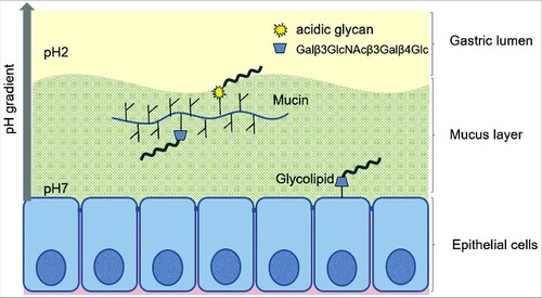 Figure 11. Schematic representation of the two binding modes of H. suis. H. suis binds to Galβ3GlcNAcβ3Galβ4Glcβ1 at both neutral and acidic pH and to negatively charged glycan structures at acidic pH. Galβ3GlcNAcβ3Galβ4Glcβ1 is present both on glycolipids at the epithelial surface where pH is close to neutral and on secreted mucins in the mucus layer where pH range from neutral to acidic, and H. suis binding can thus occur to this structure both when present on glycolipids and on mucins. H. suis binding to negatively charged glycan structures at acidic pH is likely to mainly occur to mucin glycans and shed DNA at a distance from the epithelial surface where the pH is acidic. Potentially binding to these structures could also occur after tissue invasion, i.e. at neutral pH when H. suis is present in the lamina propria and at acidic pH inside parietal cell canaliculi, however, the distribution of these structures in lamina propria and parietal cells is unknown.