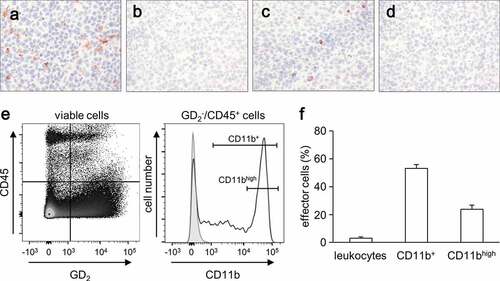 Figure 1. Evaluation of tumor infiltrating CD11b+ cells. (a-d) Representative immunohistochemical images of tumor infiltrating leukocytes (a) and CD11b+ cells (c) and respective negative controls (b and (d). Primary tumors obtained from A/J mice inoculated subcutaneously with NXS2-HGW NB cells were stained with either anti-CD45- (A) or anti-CD11b Ab (C) for detection of leukocytes and CD11+ cells, respectively. Magnification of 100 ×. (e) Gating strategy of flow cytometric analysis of CD11b+ cell subsets (GD2−/CD45+/CD11b+). A dot plot of GD2 and CD45 expression showing a living cell fraction (left) was used to define a GD2−/CD45+ cell population that was next characterized in terms of CD11b expression (open black curve) using a histogram (right). Isotype Ab served as a negative control (filled gray curve). (f) Quantitative analysis of leukocytes and CD11b+ cells infiltrating primary tumors in untreated mice (0.9% NaCl; white columns). Leukocytes were calculated as a percent of the viable GD2-negative CD45-positive cells relative to all viable cells detected in primary tumor tissue. Two subsets of CD11b+ (CD11b+ cells (CD11b+) and cells showing high expression of CD11b (CD11bhigh)) were calculated as a percent of viable GD2−/CD45+/CD11b+ cells relative to all viable leukocytes detected in tumor tissue
