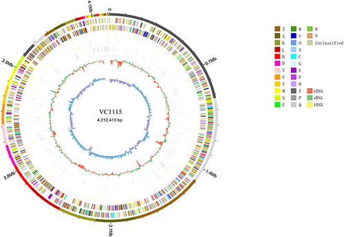 Figure 2 Gene Circle Map of V. cholerae VC1115. J: Translation; A: RNA processing and modification; K: Transcription; L: Replication, recombination and repair; B: Chromatin structure and dynamics; D: Cell cycle control, cell division, chromosome partitioning; Y: Nuclear structure; V: Defense mechanisms; T: Signal transduction mechanisms; M: Cell wall/membrane/envelope biogenesis; N: Cell motility; Z: Cytoskeleton; W: Extracellular structures; U: Intracellular trafficking, secretion, and vesicular transport; O: Posttranslational modification, protein turnover, chaperones; X: Mobilome: prophages, transposons; C: Energy production and conversion; G: Carbohydrate transport and metabolism; E: Amino acid transport and metabolism; F: Nucleotide transport and metabolism; H: Coenzyme transport and metabolism; I: Lipid transport and metabolism; ribosomal structure and biogenesis; P: Inorganic ion transport and metabolism; Q: Secondary metabolites biosynthesis, transport and catabolism; R: General function prediction only; S: Function unknown.