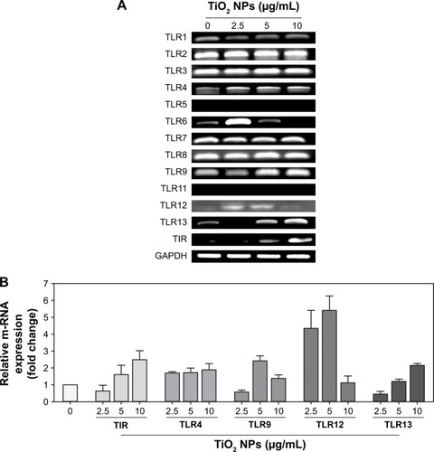 Figure 7 TiO2 NPs simultaneously activated multiple TLRs on macrophage.Notes: (A) Q-PCR analysis of TLRs–TIR mRNA gel image; (B) Relative mRNA expressions (fold change) of TLRs and TIR. 5 × 105 RAW 264.7 cells were plated in 6-well culture plates. After overnight incubation, TiO2SA20(−) NPs (2.5, 5, and 10 µg/mL) were exposed for 24 hours. Approximately 10 ng/µL of c-DNA template was used for Q-PCR and PCR products were separated by 1% agarose gel electrophoresis and bands were visualized under UVP Biospectrum-600 (Thermo Fisher Scientific). The comparative Ct method (ΔΔCt) was used to quantify gene expression, and the relative quantification was calculated as 2−ΔΔCt. Amplification specificity was controlled by a melting curve analysis and the amount of mRNA target was evaluated using the comparative Ct method. Data are normalized against GAPDH. Data are presented as the mean ± SD.Abbreviations: TiO2, titanium dioxide; GAPDH, glyceraldehyde-3-phosphate; NPs, nanoparticles; TLRs, toll-like receptors.