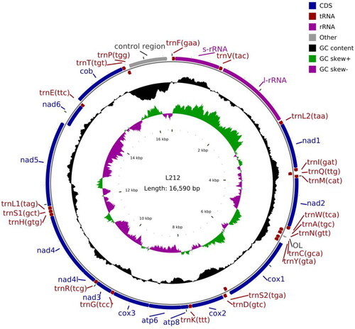 Figure 2. Complete mitochondrial genome circle map of Schizothorax eurystomus.