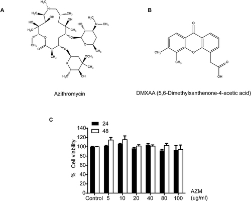 Figure 1 The effects of AZM on cell cytotoxicity. The chemical structure of (A) azithromycin and (B) DMXAA. (C) Cell viabilities were examined using MTS assay for 24 and 48 hr (N=3). Data are presented as mean ± SEM.