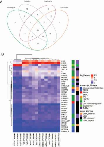 Figure 6. Senescence induced differentially expressed TE transcript per each experimental modality. (a) Set analysis of the DETE identified from the 4 modeled groups. The overlaps in the Venn Diagram indicate the number of DETE significantly dysregulated in the corresponding experimental group. (b) The differential expression of the 33 commonly TE dysregulated across all senescent modalities. The x-axis depicts the 4 experimental groups. The y-axis depicts the 33 DETE shared across groups.