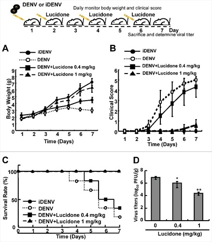Figure 1. Protective effect of lucidone on DENV-infected ICR mice. The experimental procedure of DENV-infected ICR mice model. Six-day-old ICR suckling mice were divided into three groups, including mice that were intracranially inoculated with DENV (2 × 105 pfu per mouse) with or without lucidone treatment (0.4 or 1 mg/kg) at 2, 4, and 6 days. Mice were intracranially inoculated with 60°C heat-inactive DENV (iDENV) and saline treatment as a negative control. The (A) body weight (B) clinical score (C) survival rate were monitored daily and (D) virus titer was determined on day 7 by plaque assay. Illness symptoms were scored as described in the Materials and Methods section. Each group included more than eight mice. #P versus non-lucidone treated control group.