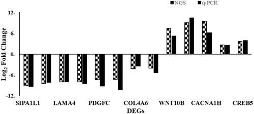 Figure 6. Differentially expressed genes revealed by deep sequencing validated using quantitative real-time reverse transcription PCR (qRT-PCR). Comparison of the relative expressions obtained using two platforms showed quite correspondence for most pairs. The left columns of every double bars represent the log 2 ratio fold change in each DEG with the application of next-generation sequencing (NGS) and right columns represent log 2 fold changes using qRT-PCR.