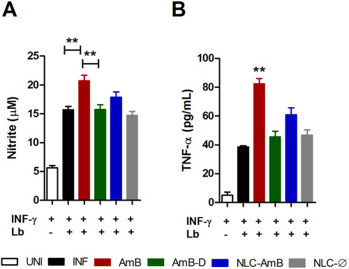 Figure 5 Modulation of nitric oxide and TNF-α production by different amphotericin B formulations. L. braziliensis-infected macrophages were treated with respective IC50 concentrations of AmB, AmB-D or AmB-NLC in the presence of IFN-γ for 48 h. (A) TNF-α levels measured by ELISA (B) Nitric oxide production determined by nitrite levels through the Griess reaction. Bars represent means ± SD of one representative experiment for TNF-α and means ± SEM of four experiments for NO. Kruskal–Wallis nonparametric testing, followed by Dunn’s multiple comparison post-test (**p<0.01).