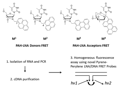 Figure 1. Chemical structures of modified PAH-LNA monomers MCitation1−MCitation4 used in this study and homogeneous fluorescence assay for SNP detection using MCitation1−MCitation4 within terminally labeled FRET probes.