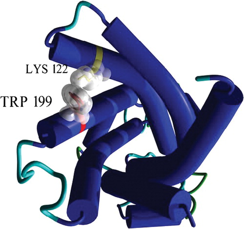 Figure 6.  3D view of Trp199 and Lys122 in the OGC model. The protein is seen from the cytoplasmic side and secondary structure elements are shown in cartoons. The two selected residues are depicted in sticks and their molecular surface is outlined in white. This figure is reproduced in colour in Molecular Membrane Biology online.