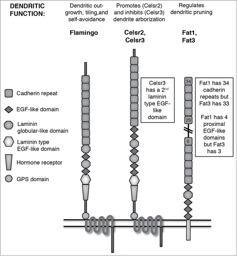 Figure 2. Atypical Cadherins. Schematic domain structures of Flamingo, Celsr, and Fat atypical cadherins. Domains as indicated by legend; double horizontal line represents the plasma membrane. A summary of known dendritic functions appears above each schematic. Because Fat proteins have too many cadherin repeats to easily depict in a reasonably-sized figure, the double-diagonal lines indicate continuation of cadherin repeats between the 6th and 29th.
