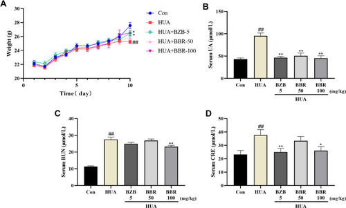 Figure 4 Anti-hyperuricemia and nephroprotective effects of BBR. (A) Body weight and serum levels of (B) UA, (C) BUN, and (D) CRE. All the results are shown as mean ± SEM (n=10). ##p<0.01 vs Con group. *p<0.05 and **p<0.01 vs HUA group.