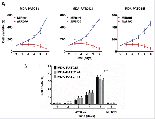 Figure 2. MIR506 induces cell death in human PDAC cells. (A) MDA-PATC53, MDA-PATC124, and MDA-PATC148 cells were transfected with MIRctrl or MIR506 for 5 d. Cell viability was measured by the MTT assay every day. (B) After transfection with MIRctrl or MIR506, cells were trypsinized and collected in PBS, and cell death was quantified by trypan blue exclusion assay every day. Data represent mean ± SD of at least of 3 independent experiments. **P < 0.01.