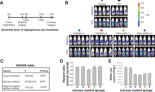 Figure S2 Therapeutic effects of intraperitoneal delivery of Nano-platin.Notes: (A) Treatment schema. Both cisplatin and Nano-platin were administered at an essential drug dose of 5 mg/kg/mouse per treatment. (B) Evaluation of therapeutic efficacy. The mice were implanted with ES-2 cells (2×105/mouse) on day 1 and were treated on days 5 and 10 at the indicated dosage. Bioluminescence images were captured on day 4 (baseline) and on day 14. Intraperitoneal delivery of cisplatin shows some therapeutic effect. In contrast, intraperitoneal delivery of Nano-platin demonstrates almost no therapeutic effect. EP denotes empty particles (albumin). (C) Factorial two-way ANOVA table showing effect of delivery method, drug formulation, and their interactions on therapeutic efficacy. (D) Hazard ratio of overall survival in each group. (E) White cell count in each group. The experiments were performed in triplicate.Abbreviations: ANOVA, analysis of variance; i.p., intraperitoneal; i.v., intravenous; EP, empty particles.