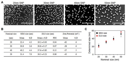 Figure 1 Preparation and characteristics of silica nanoparticles (SNPs). (A) SEM images and size distribution analysis results of SNPs with different sizes (scale bar =500 nm). The SEM images show that all SNPs are monodispersed in size and spherical shape at 22.4±4.3, 30.8±3.6, 40.2±4.4, and 51.4±7.0 nm, respectively. (B, C) Analysis of DLS data from aqueous suspensions of SNPs ([SNP] =1 mg/mL). No significant difference of size was found compared to the SEM analysis. The zeta potentials of SNPs were estimated to be –62±6, –38±6, –37±5, and –43±6 mV, respectively.