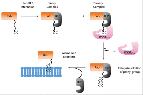 Figure 1. Prenylation of Rab. Newly synthesized Rab associates with REP which forms a binary complex. Further, RGGTase binds to REP and forms the Rab-REP-RabGGTase ternary complex. RGGTase catalyze the transfer of prenyl groups to C-terminal cysteine residues. REP remain associated with prenylated Rab and targets it to the membrane.