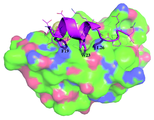 Figure 1. Crystal structure of MDM2 (surface with carbon in green, nitrogen in blue and oxygen in red) and wild type p53 (cartoon in cyan with the sidechains of the 3 critical residues F19, W23 and L26 shown in sticks while the other sidechains are shown in lines) taken from PDB code 1YCR.