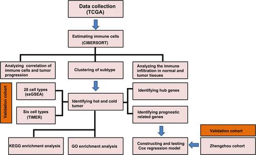 Figure 1 Workflow of the study: schematic representation of the multi-step analysis strategy.