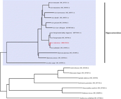 Figure 1. Phylogenetic tree of Acer takesimense and related taxa using the complete chloroplast genome sequences.
