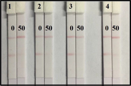 Figure 5. Optimization of the immunochromatographic strip with GNP-labeled mAb concentration: (1) With GNP-labeled mAb concentration of 8%, (2) with GNP-labeled mAb concentration of 12%, (3) with GNP-labeled mAb concentration of 16%, and (4) with GNP-labeled mAb concentration of 20%. Negative sample: the left with 0 ng/mL AOH in PBS; Positive sample: the right with 50 ng/mL AOH in PBS.