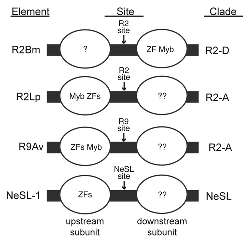 Figure 6 Summary of RLE-bearing non-LTR retrotransposon DNA binding modes and implications for the integration model. Abbreviations and symbols are as in Figure 1. Myb and ZF indicates that a subunit of the listed non-LTR retrotransposon protein binds to target DNA at the indicated position via the Myb and/or ZF motifs. The order of the listing of Myb and ZF indicates the determined binding order along the DNA. A single question mark indicates that the position, existence, and role of the protein subunit has been determined, but the protein motif used to secure the protein to the DNA has not been determined. This subunit binds 3′ RNA, cleaves the bottom strand DNA, and performs TPRT. Two question marks indicate that the existence and position of the subunit on the DNA is hypothetical; however, it would be expected to bind to DNA using the aforementioned undetermined DNA binding domain used in R2Bm. The subunit with two question marks is further speculated to bind 3′ RNA, cleave the bottom strand, and perform TPRT (as does its cognate in R2Bm). The subunit binding via the variable N-terminal Myb and/or ZFs is known (R2Bm) or speculated (R2Lp, R9Av, and NeSL-1) to bind 5′ RNA, cleave the top DNA strand, and (hypothetically) perform second strand synthesis—processes known to be highly variable between lineages. Alternatively, a high degree of plasticity may exist in how the ordered series nucleic acid binding (RNA and DNA), DNA cleavage, and polymerization functions are performed by the two subunits.