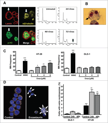 Figure 4. Enzastaurin exposure is accompanied by chromosomal and centrosomal abnormalities in CIN cells. (A) Left, Immunocytochemical staining for lamin B, α/β- tubulin and phospho-H3 reveals the presence of polyploid HT-29 cells (white arrows) after 72 hours exposure to enzastaurin (2 μM). Right, HT-29 cells were incubated with enzastaurin (2 μM) for the indicated times followed by flow cytometry analysis. The black arrow indicates the presence of tetraploid cells. (B) Illustration of typical micronuclei formation in HT-29 cells (black arrows). (C) Enzastaurin induces a dose-dependent increase in the formation of micronuclei in HT-29 cells (left) but not in DLD-1 cells (right), in clear contrast to the positive control, mitomycin C (MMC) that is a strong micronuclei inducer in both cell types. Results represent the mean values of 1000 binucleated cells from 2 independent experiments. ***, P < 0.001 as determined by Student's t-test. (D) Enzastaurin induces numerical centrosome abnormalities in HT-29, but not in DLD-1 cells. Left, enzastaurin exposure is accompanied by the appearance of cells with an increased number of centrosomes (white arrows) as determined by immunocytochemistry with an antibody directed against the centrosomal marker, gamma-tubulin. Right, cells were incubated with enzastaurin (2 μM) for the indicated times and the formation of additional centrosomes was determined by immunocytochemistry with an antibody directed against gamma-tubulin. Results are expressed as mean values of 100 cells from 2 independent experiments. **, P < 0.01 as determined by Student's t-test.