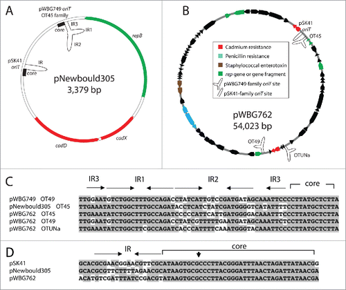 Figure 3. The diversity of oriT mimics on large and small resistance plasmids in staphylococci. (A) The plasmid map of the rolling-circle plasmid pNewbould305, illustrates the presence of 3 potential mobilization mechanisms. The repB gene of pNewbould305 shares 56% amino-acid identity over 96% of its length with the pBS42/pUB110 RepB protein, which enables mobilization by ICEBs1-family elements. Downstream of the repB gene is an oriT mimic sequence of the pWBG749-family, subfamily OT45 and a pSK41-like oriT mimic sequence. (B) The atypically large staphylococcal plasmid pWBG762, carries 4 oriT mimics. Three are of the pWBG749 family and one is of the pSK41 family. (C) Alignment of the pWBG749-family oriT mimic sequences carried by pNewbould305 and pWBG762 below the pWBG749 oriT region, illustrating IR2 sequence divergence. Conserved nucleotides are shaded. The AR1-AR3 repeats of the full oriT required for mobilization by pWBG749Citation8 have been truncated in this figure for clarity (D) Alignment of the pSK41-like oriT mimic sequences from pNewbould305 and pWBG762, below the pSK41 oriT region, showing divergence of the IR sequence; the Nes relaxase nick site is denoted by a vertical arrowhead.