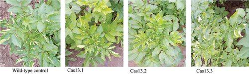 Figure 10. Functional specificity of Cas13 against PLRV. Phenotypic analysis of functional specificity of Cas13 with respect to PVY-targeting gRNA. PVY resistant transgenic lines showed the strong susceptibility against PLRV.