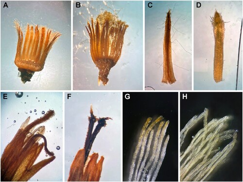 Figure 8. Comparison of capitulum and floret characters of Haastia pulvinaris var. pulvinaris (A, C, E, G) and H. pulvinaris var. minor (B, D, F, H); A & B, Capitulum with portion of involucral bracts removed to show receptacle; C & D, Involucral bract; E & F, Apical portion of flower showing style apices; G & H, Pappus hair apices.