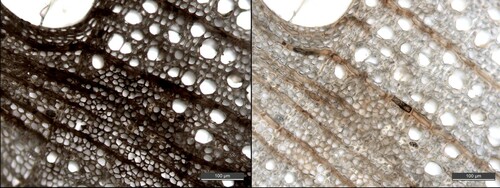 Figure 7. Micrograph (200x) of one cross section from The Sword before (left) and after extraction (right). It is evident that the extraction has led to the removal of depositions and to a lighter appearance; however, Raman analysis still detects iron-tannin precipitates in the remaining dark areas.
