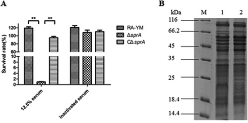 Figure 2. (A) Serum survival of wild-type strain RA-YM, mutant strain ΔsprA, and complemented strain CΔsprA. Effect of sprA mutation on resistance of RA to duck serum. Strains were treated with 12.5% normal duck serum for 30 min at 37°C and plated for survival analysis. Data were analyzed with Student’s t-test (*P < 0.05, **P < 0.01). (B) SDS-PAGE of outer membrane extracts of RA-YM and ΔsprA. M: Protein marker; Lane 1: The outer membrane extract of RA-YM; Lane 2: The outer membrane extract of ΔsprA.