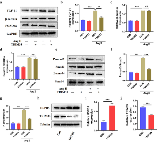 Figure 3. HSPB5-TRIM33 axis suppresses TGF-β1-Smad3/4 signaling in CFs. a-d. Western blot analysis was used to detect the expression of TGF-β1, β-catenin and FOXO3a in CFs after TRIM33 overexpression. e-g. The P-smad3/Smad3 and P-smad4/Smad4 level after TRIM33 overexpression was determined by Western blot. h-j. Western blot analysis was used to detect the expression of HSPB5 and TRIM33 in HSPB5 overexpressed CFs. Each experiment was conducted three times independently. **P < 0.01, ***P < 0.001, ns: No statistical significance.