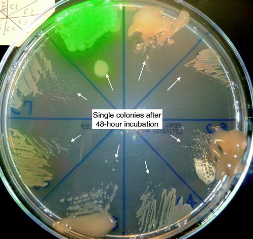 Figure 1. Colony size comparison depicting bacterial growth rate. Comparison of growth properties of 7 isogenic Pa isolates from a single patient (PA-C1 to -C7) on Mueller Hinton agar after a full 48-hour incubation in 35 °C ambient air: from the green wild-type PA-ATCC 27853 on top left in clock-wise sequence: PA-C1 to PA-C7 (Qin et al., Citation2012).