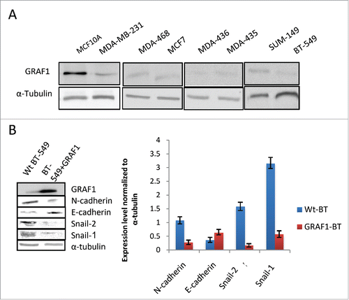Figure 6. Effect of GRAF1 expression on the phenotype of breast cancer-derived cell lines. (A) Seven different breast cancer lines demonstrate lower level of GRAF1 expression, as compared to non-malignant MCF10A cells. Alpha-tubulin is used as a loading control. The characteristics of the cell lines are described in Supplementary Table 1. (B) Levels of expression of EMT markers in neoplastically transformed BT-549 cells, before and after GRAF1 overexpression in these cells. Left: Western blot. Right: Quantification of protein expression levels, normalized to α-tubulin levels in corresponding cells.