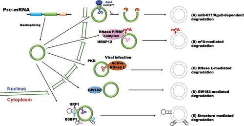 Figure 3. Circular RNA degradation