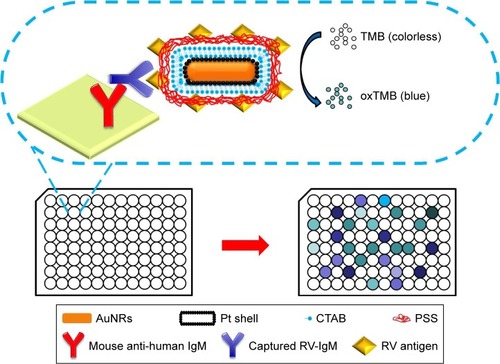 Figure 1 Schematic representation of antigen-conjugated Au@Pt NRs-based ELISA system.Abbreviations: ELISA, enzyme-linked immunosorbent assay; CTAB, cetylmethylammonium bromide; NR, nanorod; PSS, poly(sodium-4-styrene sulfonate); TMB, 3,3′,5,5′-tetramethylbenzidine; RV, rubella virus.