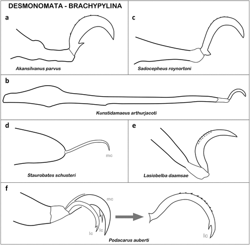 Figure 15. Ambulacral claws of Desmonomata (Cohort Brachypylina). (a) Monodactylous tarsus of A. silvanus (Hermannielloidea) (modified after Fujikawa Citation1993). (b) Tarsus of K. arthurjacoti (Damaeoidea) (after Norton et al. Citation2022); tarsus given in full length to highlight small relative size of claw. (c) Ambulacrum of S. roynortoni (Cepheoidea) (afer Ermilov Citation2020c). (d) Reduced claw on tarsus I of S. schusteri (Ameroidea) (after Grandjean Citation1966). (e) Ambulacrum of L. daamsae (Oppioidea) showing two rows of dorsal barbs (after Ermilov et al. Citation2014). (f) Tarsal claws of P. auberti (Ameronothroidea); left – all claws overview, right – lateral claw in detail (after Grandjean Citation1955).