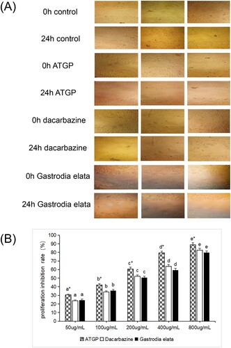 Figure 2. (A) Effect of ATGP on the scratch healing of B16 melanoma cells (400×). (B) Effect of ATGP on the proliferation inhibition rate of B16 melanoma cells (%) The values are presented as the mean ± SEM (n = 3). The IC50 values of dacarbazine, ATGP and gastrodia elata on the proliferation inhibition of B16 melanoma cells were 189.01, 125.62 and 200.51 g/mL, respectively. In the same drug treatment group, the difference in letters between different concentrations was significant (P < 0.05), and there was no significant difference in the same letter (P > 0.05). * indicates that there was a significant difference between the same concentration and different drug treatment groups (P < 0.05).