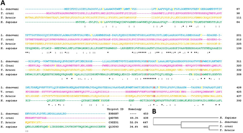 Figure 2 (A) Multiple sequence alignment of protozoan and human PAF-AH. The sequences in the order are Leishmania donovani PAF-AH (cyan), Trypanosoma cruzi PAF-AH (magenta), Trypanosoma brucei PAF-AH (yellow), and Homo sapiens PAF-AH (green). Conserved catalytic residues, serine, histidine, and aspartic acid are shown in bold red, and the cysteines are shown in bold yellow. The UniProt accession numbers and percentage identity are shown at the end of the sequences. The symbol “*” indicates identical residues, “:” indicates conserved substitutions, and “.” indicates semi-conserved substitutions. (B) Guide phylogeny tree.