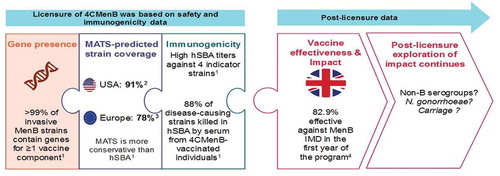 Figure 1. 4CMenB: the journey from early research to real world experience.MATS = Meningococcal Antigen Typing System, hSBA = serum bactericidal antibodies using human complement, IMD = invasive meningococcal disease. Figure references: 1 = [Citation26], 2 = [Citation80], 3 = [Citation81], 4 = [Citation14].