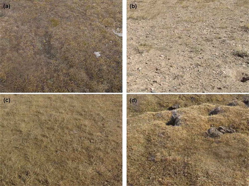 Figure 2. Surface vegetation cover at the four monitoring sites: (a) alpine meadow (XDT: AM1); (b) alpine desert steppe (QTB06: ADS); (c) alpine steppe (QTB07: AS); and (d) alpine meadow (QT01: AM2).