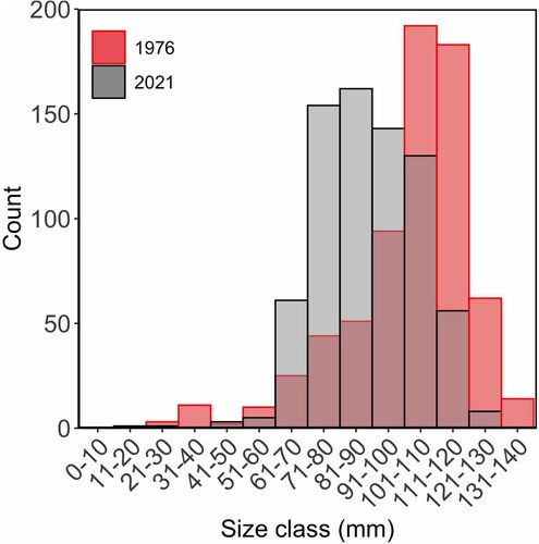 Figure 3. Size (mm) frequency of Haliotis iris within Peraki Bay, Banks Peninsula, New Zealand, in February 1976 (red, n = 691), and March 2021 (grey, n = 724).