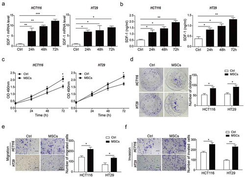 Figure 1. MSCs promoted CRC cells proliferation, migration and invasion and increased SDF-1 secretion.(a) qPCR analysis for mRNA level of SDF-1 in response to co-culture time (24h, 48h and 72h) in HCT116 and HT29 cells with or without MSCs. (b) ELISA analysis for protein level of SDF-1 secretion after 24h, 48h, or 72h co-culture. (c) CCK-8 assay for cell proliferation of HCT116 and HT29 cells after 24h, 48h, or 72h co-culture. (d) Colony formation assay for cell proliferation of HCT116 and HT29 cells co-cultured with or without MSCs for 48h. (e) Matrigel-free transwell assay for cell migration of HCT116 and HT29 cells as described in D. (f) Matrigel transwell assay for cell invasion of HCT116 and HT29 cells co-cultured with or without MSCs for 48h. * p < .05, ** p < .01, *** p < .001.