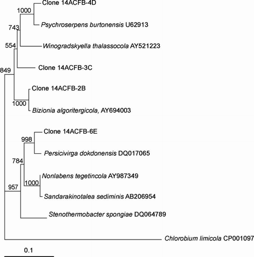 Figure 5  Dendrogram (majority rule consensus tree) depicting the phylogenetic position of the Antarctic clones within the Flavobacteriaceae. Escherichia coli positions analysed, 34–580. Total number of bases analysed, 600. Out-group is Chlorobium limicola. Bootstrap values at each node that are higher than 400 out of 1000 are shown.