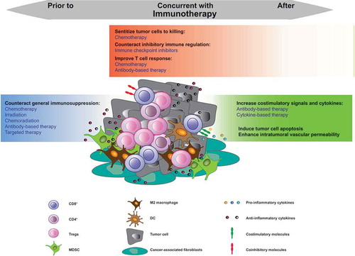 Figure 1. Illustration of different timing schedules of various therapies in combination with immunotherapy based on their mechanisms. The individual examples of each combination therapy are summarized in Table 1. The colour gradients show the time points (prior, concurrent and/or after immunotherapy) at which the therapies are mostly applied. The blue box shows the therapies which are mostly applied prior to immunotherapy and less often concurrent with immunotherapy. The orange box shows the therapies which are often applied concurrent with immunotherapy and less after immunotherapy. The green box shows the therapies which are used mainly after immunotherapy and less concurrent with immunotherapy. Abbreviations: Tregs: Regulatory T-cells, MDSC: Myeloid-derived suppressor cells, M2 macrophages: type 2 macrophages, DC: dendritic cell.