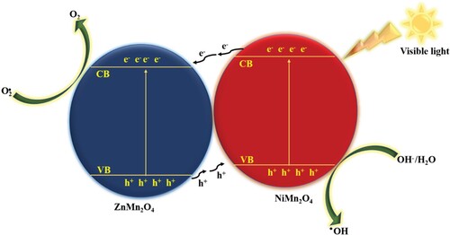 Figure 7. Photocatalytic mechanism of the MB dye degradation using NiMn2O4/ ZnMn2O4